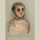 Aviary (Barn Owl/endangered), 2013