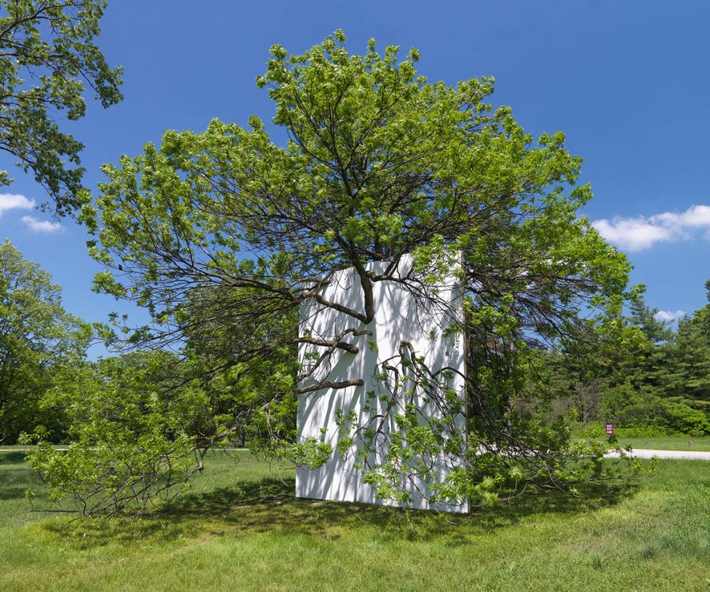 Letha Wilson: Wall in Blue Ash Tree (2011). Drywall, joint compound, paint, wood studs. 18' h x 16' w x 4"d. Installation at the Morton Arboretum, Lisle, Illinois.